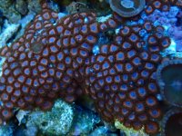 352. Zoanthus - 04.00 Inch - USD. 20.00.jpg
