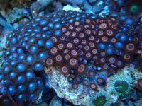 357. Zoanthus - 04.00 Inch - USD. 20.00.jpg