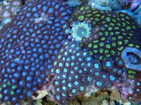 363. Zoanthus - 04.00 Inch - USD. 20.00.jpg