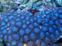 373. Zoanthus - 04.00 Inch - USD. 20.00.jpg