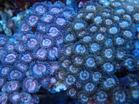 388. Zoanthus - 04.00 Inch - USD. 20.00.jpg