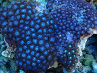 409. Zoanthus - 04.00 Inch - USD. 20.00.jpg