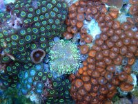 494. Zoanthus - 04.00 Inch - USD. 20.00.jpg