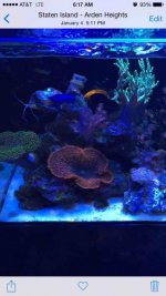 ImageUploadedByReefs2015-01-13 06:17:48 EST.jpg