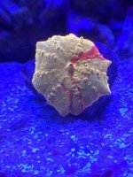 IMG_2588.jpg