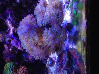 ImageUploadedByReefs2015-04-15 19:48:13 EDT.jpg