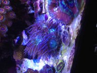 ImageUploadedByReefs2015-04-15 19:48:25 EDT.jpg