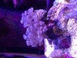 ImageUploadedByReefs2015-04-15 19:49:01 EDT.jpg