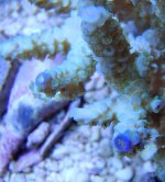 Highlighter Acropora MR.jpg