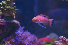 ImageUploadedByReefs2015-04-15 22:56:33 EDT.jpg
