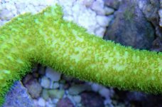 Green Milli MR Close Up.jpg