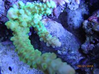 Cherry Corals Uber Green MR.jpg