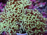 048. Euphyllia ancora - 03.00 Inch - USD. 20.00.jpg