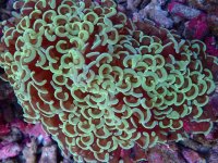 053. Euphyllia ancora - 03.00 Inch - USD. 20.00.jpg
