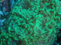 080. Euphyllia paraancora - 04.00 Inch - USD. 20.00.jpg