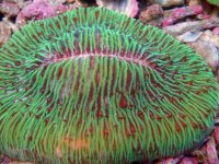 110. Fungia - 04.00 Inch - USD. 15.00.jpg