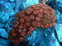 113. Goniopora - 03.00 Inch - USD. 29.00.jpg