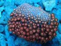 118. Goniopora - 03.00 Inch - USD. 29.00.jpg
