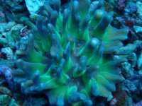 144. Pectinia - 04.00 Inch - USD. 25.00.jpg