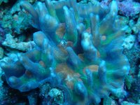 145. Pectinia - 04.00 Inch - USD. 35.00.jpg