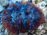 211. Trachyphyllia - 04.00 Inch - USD. 29.00.jpg