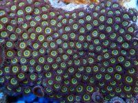 262. Zoanthus - 04.00 Inch - USD. 15.00.jpg