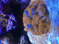 ImageUploadedByReefs2015-05-18 14:00:39 EDT.jpg