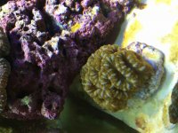 ImageUploadedByReefs2015-05-18 14:01:05 EDT.jpg
