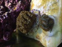 ImageUploadedByReefs2015-05-18 14:01:37 EDT.jpg