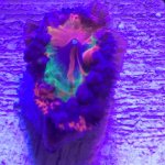 IMG_2651.jpg