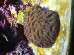 ImageUploadedByReefs2015-05-18 14:01:58 EDT.jpg