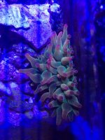 ImageUploadedByTapatalk1431979756.527147.jpg ImageUploadedByTapatalk1431979756.527147.jpg