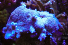 ImageUploadedByTapatalk1425075197.417698.jpg