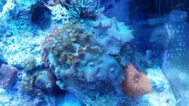 rsz_shroomzoa.jpg