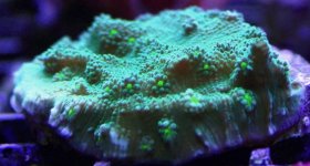 Green Chalice Frag.jpg