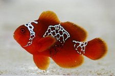 Lightning-Maroon-Clownfish-on-Blue-Zoo.jpg