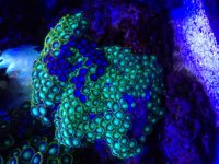 ImageUploadedByReefs2014-09-06 13:29:30 EDT.jpg