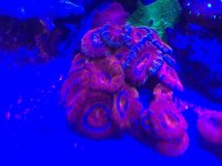 ACAN ROCK.jpg ACAN ROCK.jpg