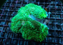 IMG_2656.jpg