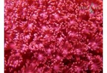 Hot Pink Burgosi Goni-235x163.jpg