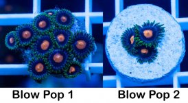 Corals 1.jpg