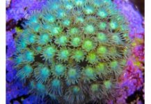 Justin Credabel green Astroturf Goniopora (1)-235x163.jpg