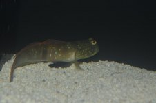 DSC_0043.jpg