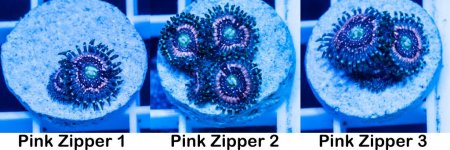 Corals 3.jpg
