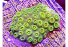 neon gold pyphastrea.jpg