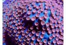 Persied Cyphastrea-8-235x163.jpg
