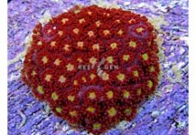 red daisystutchburyi-1-235x163.jpg