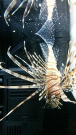 lionfish.jpg