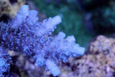 Blue Millepora.jpg