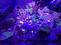 ImageUploadedByTapatalk1417021926.656235.jpg ImageUploadedByTapatalk1417021926.656235.jpg